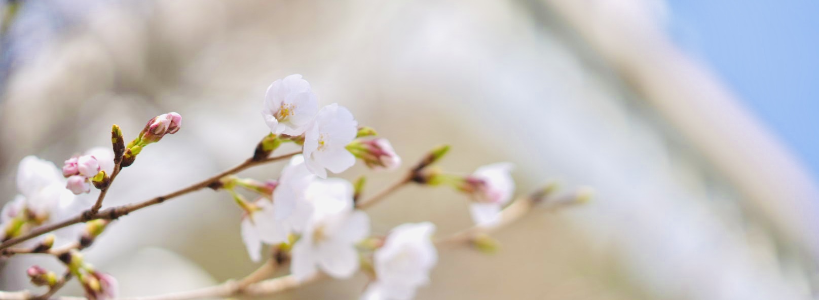 梅花女子大学教科書販売ストア